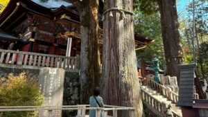 三峰神社の御神木を見上げる