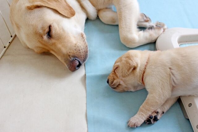 水色のマットの上で寝ている犬